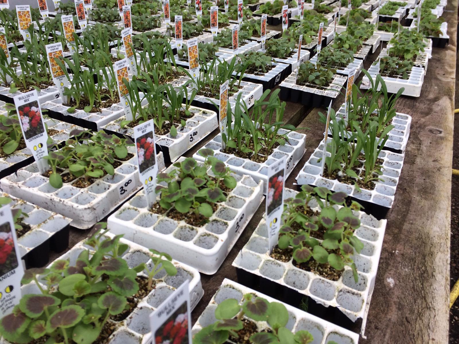 Summer Bedding Plants and Vegetable Seedlings Ashdale Nursery